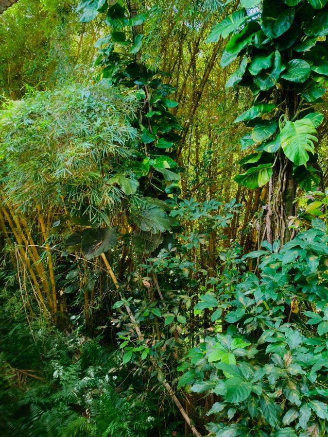 Wild Ginger Hotel Hilo Exterior photo